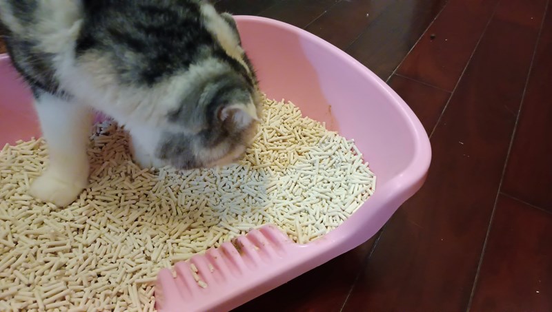 女人知己試用大隊,口碑行銷,部落客行銷,PurreLand 倍淨豆腐貓砂,好市多購買,COSTCO購買,豆腐貓砂,PurreLand倍淨,低粉塵,易清理,可沖馬桶,提供絕佳的除臭與凝結力,豆腐貓砂評價,貓砂評價,使用心得,貓砂分享,好用,原味,綠茶,豆腐砂,水量需完全覆蓋貓砂,水量需貓砂的2~3倍以上,豆腐砂評價,高CP值,划算